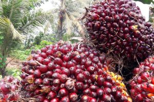 Begini Kata Wakil Ketua DPRA Terkait Adanya Dugaan Permainan Beli Harga TBS Di Nagan Raya