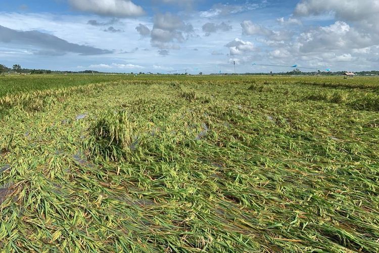 Dampak Banjir, Ribuan Hektar Padi di Aceh Utara Rusak Terendam Banjir, Petani Menjerit Gagal Panen