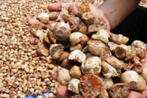 Pinang Aceh: Kualitas Premium, Harga yang Tak Terkalahkan