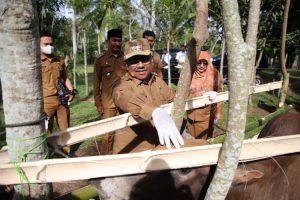 Cegah PMK, Aceh Utara Target 20.000 Sapi Akan Divaksin