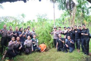 5 Hektar Ladang Ganja di Sawang Dimusnahkan