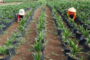 Dugaan Korupsi Peremajaan Sawit Senilai Rp75,6 Miliar Di Aceh Barat Terus Dilengkapi Tim Kejati Aceh