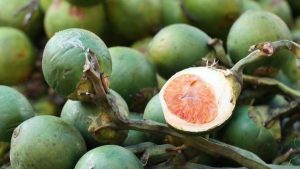Pusat Jual Beli Pinang: Tempat Tepat untuk Transaksi Pinang Berkualitas