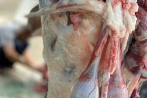 Hukum Menjual Daging Kurban Boleh atau Haram?