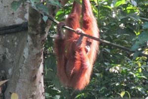 BKSDA Evakuasi Orang Utan di Aceh Selatan