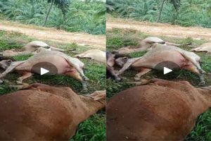 10 Ekor Sapi Di Aceh Timur Mati Mendadak