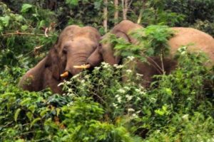 Dua Warga Aceh Utara Diinjak Gajah Dilarikan ke Rumah Sakit