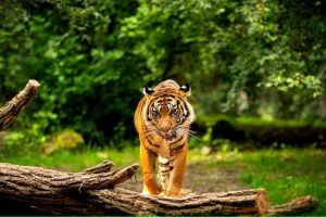 Dua Ekor Harimau Liar Berkeliaran di Pemukiman Warga di Desa Agusen