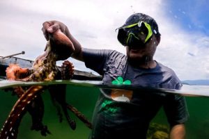 190 Ton Gurita Simeulue Diekspor Ke Jepang