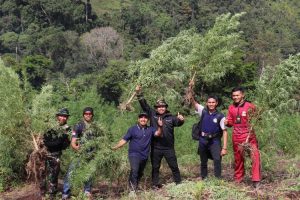 Personel Gabungan Musnahkan 40 Hektar Ladang Ganja di Nagan Raya