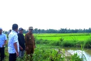 Produktifitas Sawah di Banda Mulia Rendah, Ini Penyebabnya