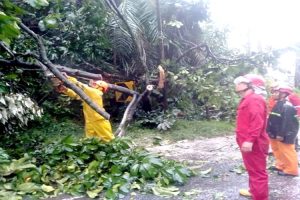 Angin Kencang, Ayah dan Anak Tewas Tertimpa Dahan Pohon di Sabang