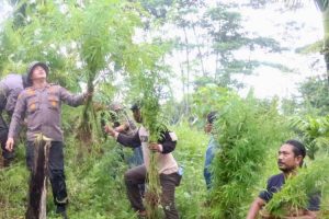Lagi, Polres Aceh Utara Musnahkan Ladang Ganja di Sawang