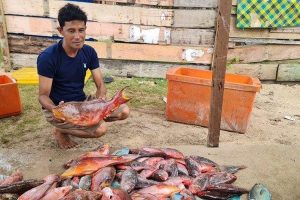Sawai Salah Satu Jenis Ikan Favorit Dijadikan Menu Andalan di Simeulue