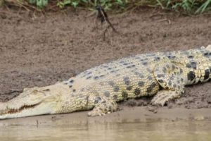 Bocah 13 Tahun Hilang Diduga Diterkam Buaya