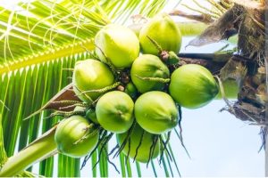 Bireuen Sentra Kelapa, Ini 5 Daerah Penghasil Kelapa Terbesar di Aceh