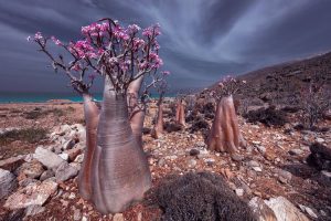 SOCOTRA, Pulau Terdapat Darah Naga: Di Huni Makhluk Aneh
