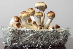 Pertama di Dunia, Australia Izinkan Terapi Psikedelik untuk Depresi, Apa Itu?