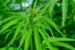 300 Titik Rawan Penanaman Ganja di Aceh Ditemukan