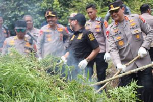 Kapolda Aceh Musnahkan 11 Hektar Ladang Ganja di Aceh Besar