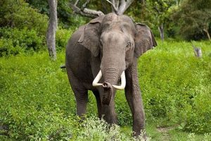 Gajah Liar Masuk Pemukiman Warga di Aceh Jaya, Warga Mulai Takut Tinggal di Rumah