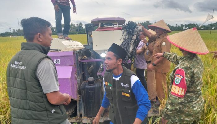 Panen Raya di Paya Gajah, Keuchik Azhar Apresiasi Dukungan Pemerintah dan Brigade Tani